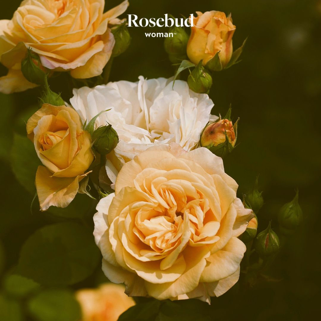 What Does It Mean To Be A Rose Woman? 