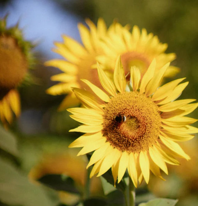 Sunflower Oil/ Safflower Oil in Rosebud Woman Product