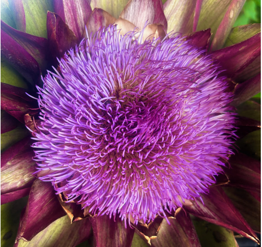 Founder Letter: Artichoke Flowers and Sweet Nectarines and Deep Gratitude