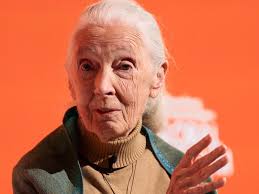 The Ecological Tantra of Jane Goodall