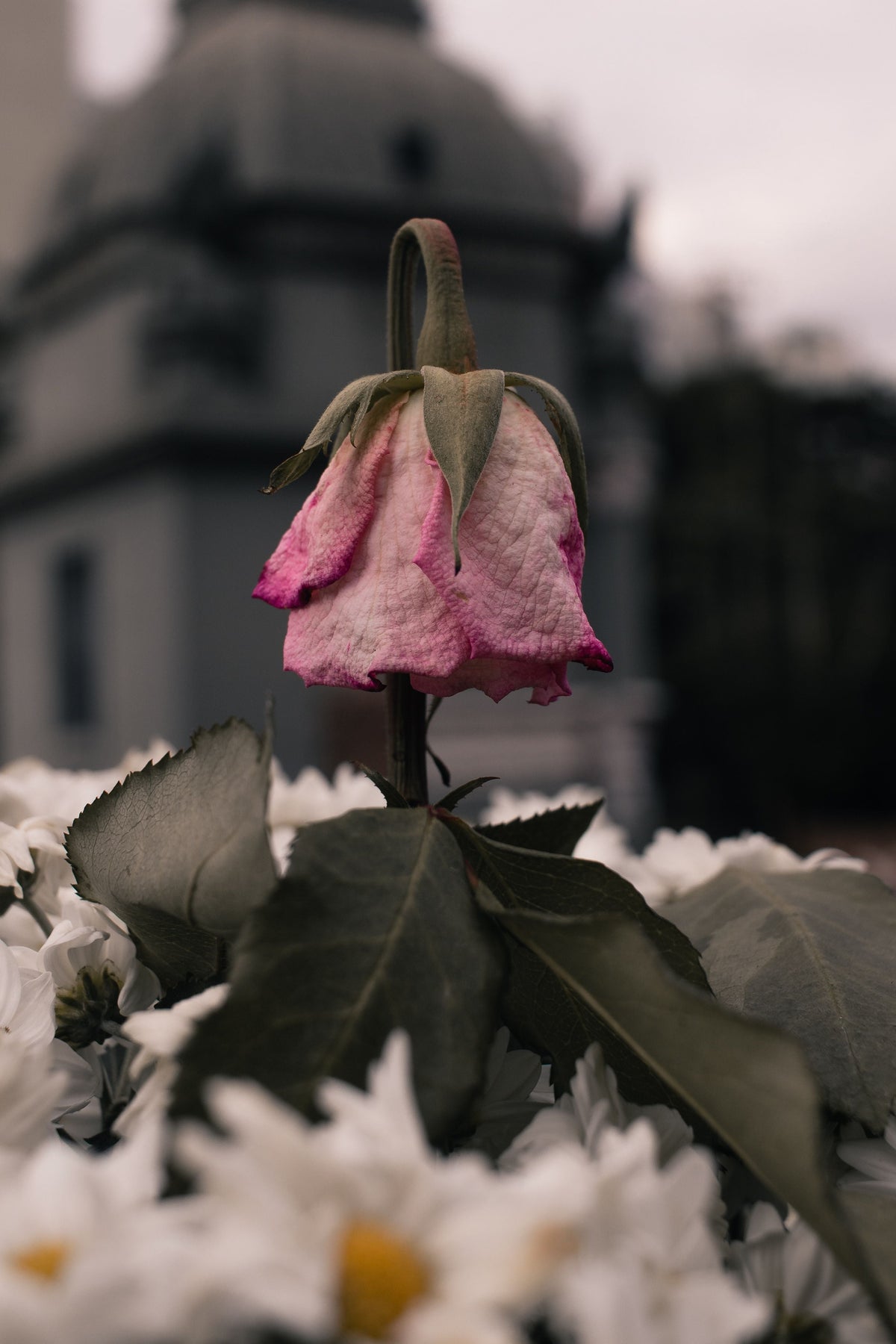 A single spent pink rose bowing on its stem above a bed of white daisies, a pale stone chapel out of focus behind it