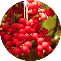 Schisandra Chinensis (Magnolia Berry)