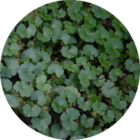 Centella Asiatica (Pennywort)