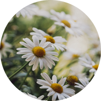 Chamomile