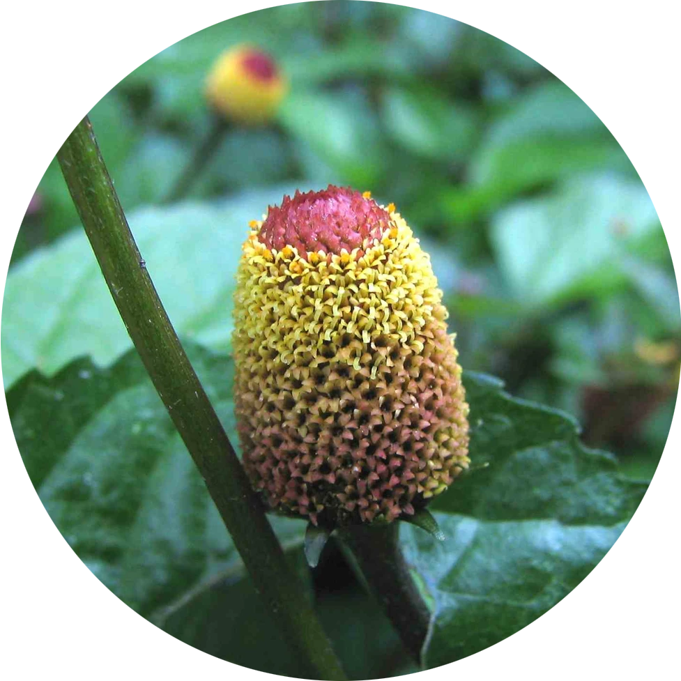 Buzz Button  Rosebud Woman