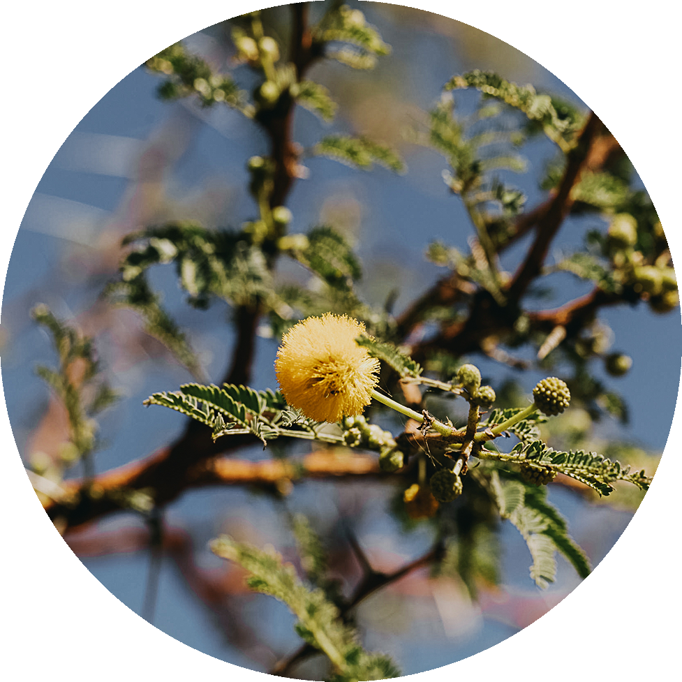 Gum Acacia – Rosebud Woman
