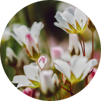White Meadowfoam