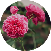 Musk Rose