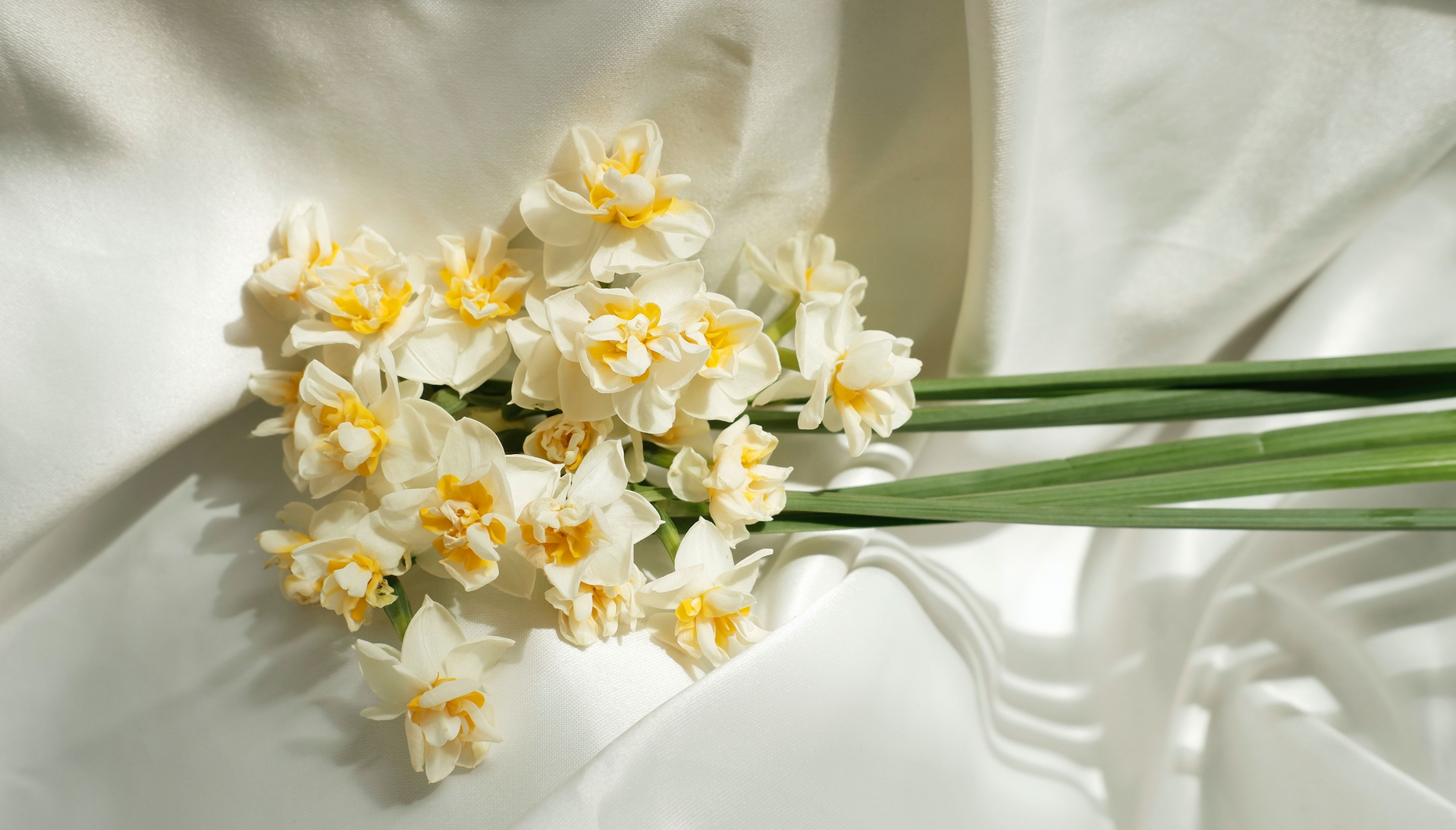 Curated Silk Collection